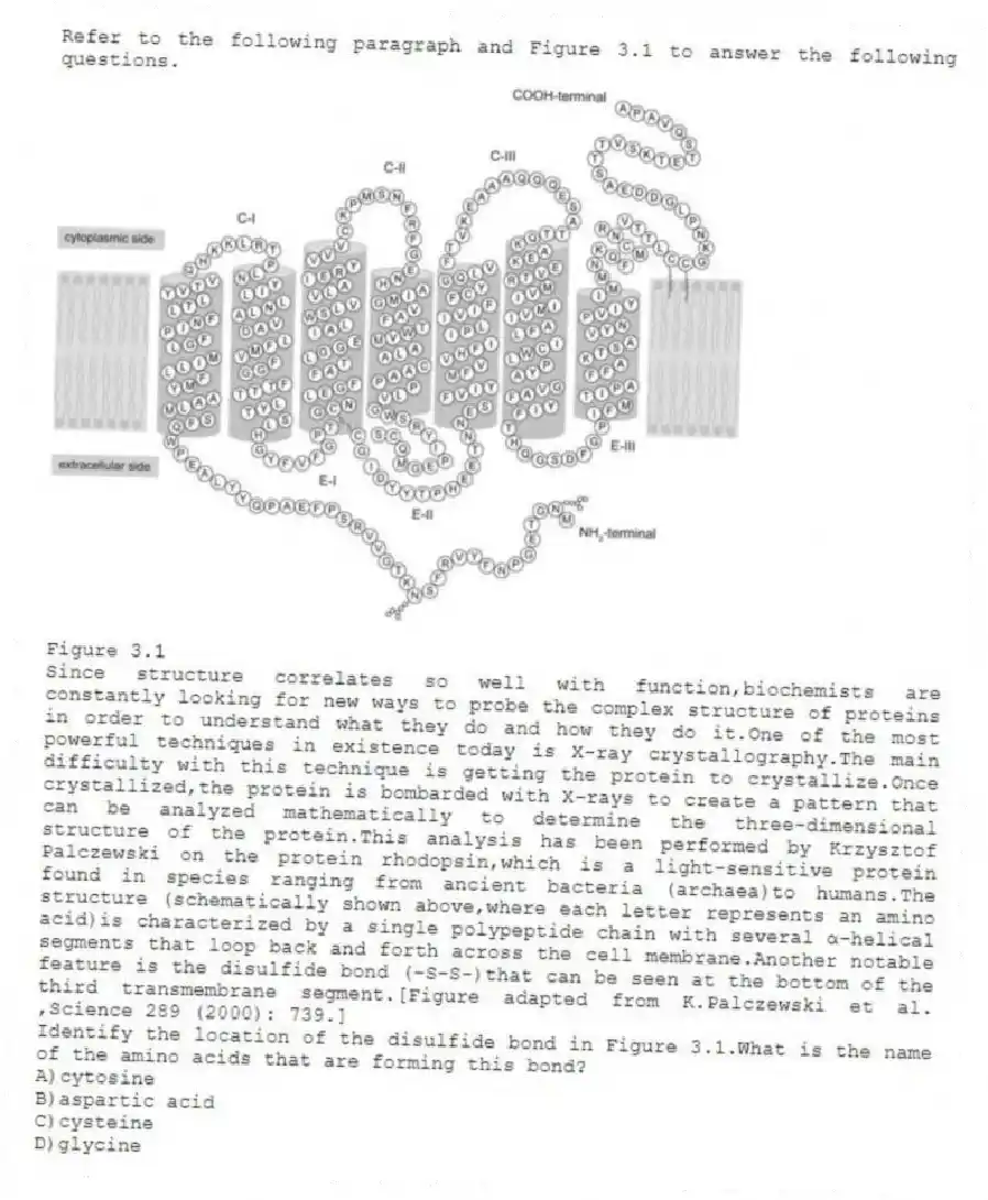Refer to the following paragraph and Figure 3.1 to answer the following questions.
  
Figure 3.1
Since structure correlates so well with function,biochemists are constantly looking for new ways to probe the complex structure of proteins in order to understand what they do and how they do it.One of the most powerful techniques in existence today is X-ray crystallography.The main difficulty with this technique is getting the protein to crystallize.Once crystallized,the protein is bombarded with X-rays to create a pattern that can be analyzed mathematically to determine the three-dimensional structure of the protein.This analysis has been performed by Krzysztof Palczewski on the protein rhodopsin,which is a light-sensitive protein found in species ranging from ancient bacteria (archaea)to humans.The structure (schematically shown above,where each letter represents an amino acid)is characterized by a single polypeptide chain with several α-helical segments that loop back and forth across the cell membrane.Another notable feature is the disulfide bond (-S-S-)that can be seen at the bottom of the third transmembrane segment.[Figure adapted from K.Palczewski et al. ,Science 289 (2000): 739.]
-Identify the location of the disulfide bond in Figure 3.1.What is the name of the amino acids that are forming this bond?
A)cytosine 
B)aspartic acid 
C)cysteine 
D)glycine
