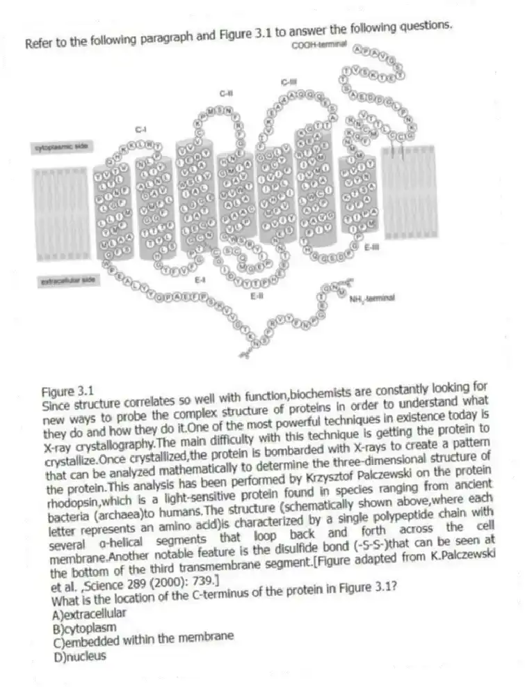 Refer to the following paragraph and Figure 3.1 to answer the following questions.
  
Figure 3.1
Since structure correlates so well with function,biochemists are constantly looking for new ways to probe the complex structure of proteins in order to understand what they do and how they do it.One of the most powerful techniques in existence today is X-ray crystallography.The main difficulty with this technique is getting the protein to crystallize.Once crystallized,the protein is bombarded with X-rays to create a pattern that can be analyzed mathematically to determine the three-dimensional structure of the protein.This analysis has been performed by Krzysztof Palczewski on the protein rhodopsin,which is a light-sensitive protein found in species ranging from ancient bacteria (archaea)to humans.The structure (schematically shown above,where each letter represents an amino acid)is characterized by a single polypeptide chain with several α-helical segments that loop back and forth across the cell membrane.Another notable feature is the disulfide bond (-S-S-)that can be seen at the bottom of the third transmembrane segment.[Figure adapted from K.Palczewski et al. ,Science 289 (2000): 739.]
-What is the location of the C-terminus of the protein in Figure 3.1?
A)extracellular 
B)cytoplasm 
C)embedded within the membrane 
D)nucleus
