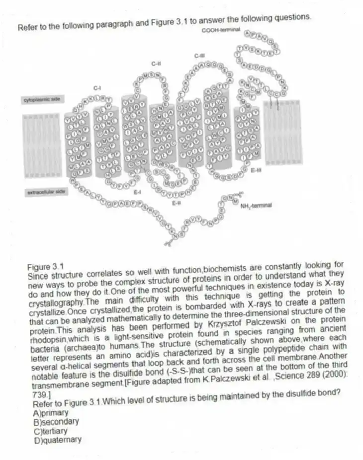 Refer to the following paragraph and Figure 3.1 to answer the following questions.
  
Figure 3.1
Since structure correlates so well with function,biochemists are constantly looking for new ways to probe the complex structure of proteins in order to understand what they do and how they do it.One of the most powerful techniques in existence today is X-ray crystallography.The main difficulty with this technique is getting the protein to crystallize.Once crystallized,the protein is bombarded with X-rays to create a pattern that can be analyzed mathematically to determine the three-dimensional structure of the protein.This analysis has been performed by Krzysztof Palczewski on the protein rhodopsin,which is a light-sensitive protein found in species ranging from ancient bacteria (archaea)to humans.The structure (schematically shown above,where each letter represents an amino acid)is characterized by a single polypeptide chain with several α-helical segments that loop back and forth across the cell membrane.Another notable feature is the disulfide bond (-S-S-)that can be seen at the bottom of the third transmembrane segment.[Figure adapted from K.Palczewski et al. ,Science 289 (2000): 739.]
-Refer to Figure 3.1.Which level of structure is being maintained by the disulfide bond?
A)primary 
B)secondary 
C)tertiary 
D)quaternary
