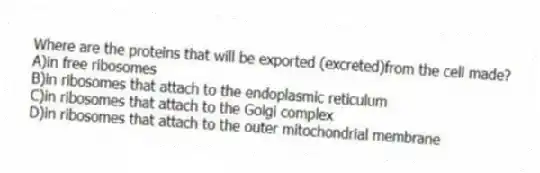 Where are the proteins that will be exported (excreted)from the cell made?
A)in free ribosomes
B)in ribosomes that attach to the endoplasmic reticulum
C)in ribosomes that attach to the Golgi complex
D)in ribosomes that attach to the outer mitochondrial membrane