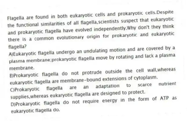 Flagella are found in both eukaryotic cells and prokaryotic cells.Despite the functional similarities of all flagella,scientists suspect that eukaryotic and prokaryotic flagella have evolved independently.Why don't they think there is a common evolutionary origin for prokaryotic and eukaryotic flagella?
A)Eukaryotic flagella undergo an undulating motion and are covered by a plasma membrane;prokaryotic flagella move by rotating and lack a plasma membrane.
B)Prokaryotic flagella do not protrude outside the cell wall,whereas eukaryotic flagella are membrane-bound extensions of cytoplasm.
C)Prokaryotic flagella are an adaptation to scarce nutrient supplies,whereas eukaryotic flagella are designed to protect.
D)Prokaryotic flagella do not require energy in the form of ATP as eukaryotic flagella do.