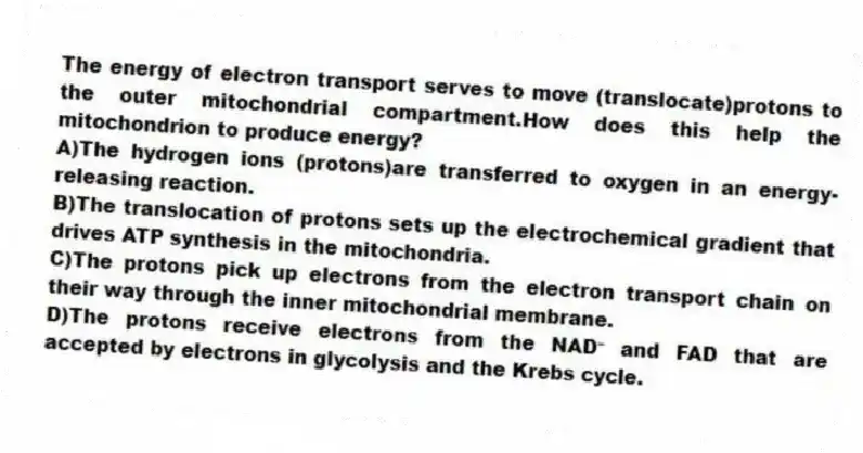 The energy of electron transport serves to move (translocate)protons to the outer mitochondrial compartment.How does this help the mitochondrion to produce energy?
A)The hydrogen ions (protons)are transferred to oxygen in an energy-releasing reaction.
B)The translocation of protons sets up the electrochemical gradient that drives ATP synthesis in the mitochondria.
C)The protons pick up electrons from the electron transport chain on their way through the inner mitochondrial membrane.
D)The protons receive electrons from the NAD⁺ and FAD that are accepted by electrons in glycolysis and the Krebs cycle.