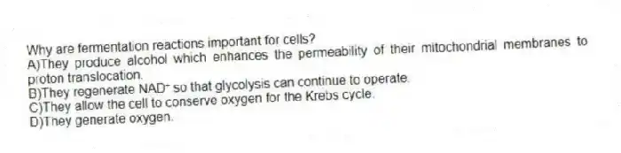 Why are fermentation reactions important for cells?
A)They produce alcohol which enhances the permeability of their mitochondrial membranes to proton translocation.
B)They regenerate NAD⁺ so that glycolysis can continue to operate.
C)They allow the cell to conserve oxygen for the Krebs cycle.
D)They generate oxygen.