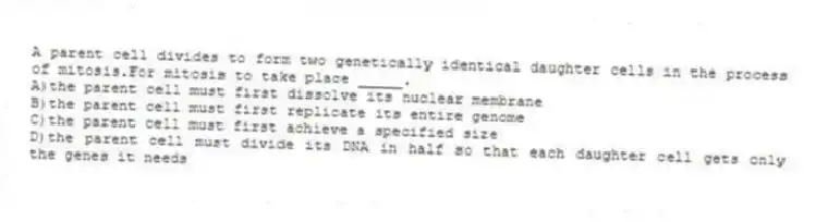 A parent cell divides to form two genetically identical daughter cells in the process of mitosis.For mitosis to take place _____.
A)the parent cell must first dissolve its nuclear membrane
B)the parent cell must first replicate its entire genome
C)the parent cell must first achieve a specified size
D)the parent cell must divide its DNA in half so that each daughter cell gets only the genes it needs