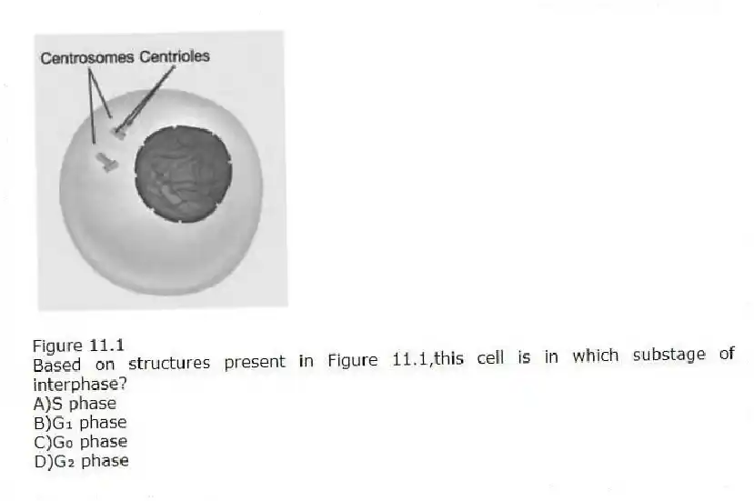 Figure 11.1
-Based on structures present in Figure 11.1,this cell is in which substage of interphase?
A)S phase
B)G₁ phase
C)G₀ phase
D)G₂ phase
