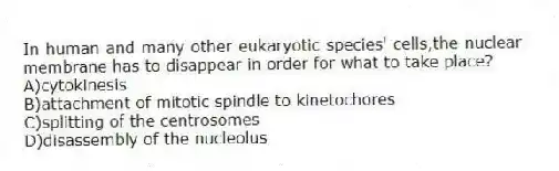 In human and many other eukaryotic species' cells,the nuclear membrane has to disappear in order for what to take place?
A)cytokinesis
B)attachment of mitotic spindle to kinetochores
C)splitting of the centrosomes
D)disassembly of the nucleolus