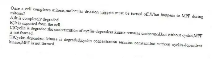 Once a cell completes mitosis,molecular division triggers must be turned off.What happens to MPF during mitosis?
A)It is completely degraded.
B)It is exported from the cell.
C)Cyclin is degraded;the concentration of cyclin-dependent kinase remains unchanged,but without cyclin,MPF is not formed.
D)Cyclin-dependent kinase is degraded;cyclin concentration remains constant,but without cyclin-dependent kinase,MPF is not formed.