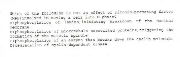 Which of the following is not an effect of mitosis-promoting factor (MPF)involved in moving a cell into M phase?
A)phosphorylation of lamins,initiating breakdown of the nuclear membrane
B)phosphorylation of microtubule associated proteins,triggering the formation of the mitotic spindle
C)phosphorylation of an enzyme that breaks down the cyclin molecule
D)degradation of cyclin-dependent kinase