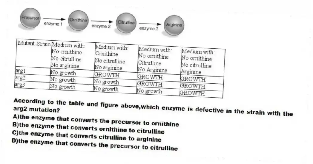  
 
-According to the table and figure above,which enzyme is defective in the strain with the arg2 mutation?
A)the enzyme that converts the precursor to ornithine 
B)the enzyme that converts ornithine to citrulline 
C)the enzyme that converts citrulline to arginine 
D)the enzyme that converts the precursor to citrulline
