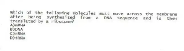 Which of the following molecules must move across the membrane after being synthesized from a DNA sequence and is then translated by a ribosome?
A)mRNA
B)DNA
C)rRNA
D)tRNA
