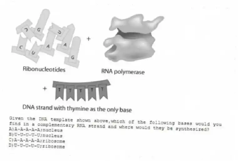 
-Given the DNA template shown above,which of the following bases would you find in a complementary RNA strand and where would they be synthesized?
A)A-A-A-A-A;nucleus 
B)U-U-U-U-U;nucleus 
C)A-A-A-A-A;ribosome 
D)U-U-U-U-U;ribosome
