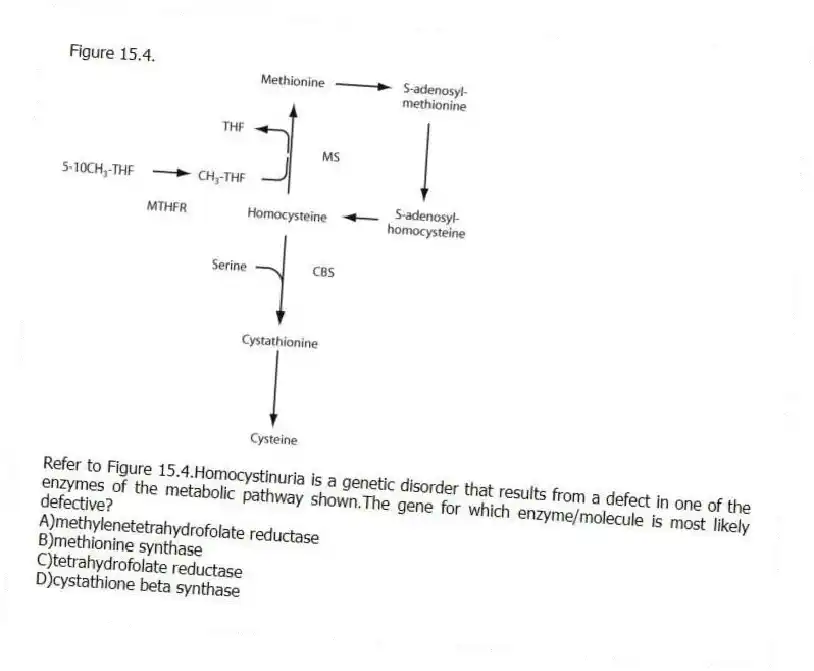 Figure 15.4.
-Refer to Figure 15.4.Homocystinuria is a genetic disorder that results from a defect in one of the enzymes of the metabolic pathway shown.The gene for which enzyme/molecule is most likely defective?
A)methylenetetrahydrofolate reductase
B)methionine synthase
C)tetrahydrofolate reductase
D)cystathione beta synthase