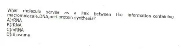 What molecule serves as a link between the information-containing macromolecule,DNA,and protein synthesis?
A)rRNA
B)tRNA
C)mRNA
D)ribosome
