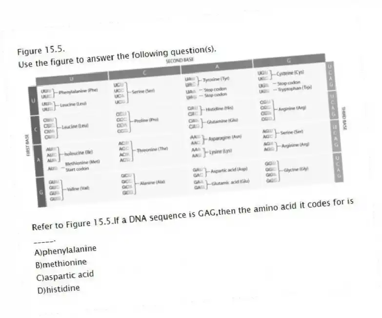 Figure 15.5.
Use the figure to answer the following question(s).
-Refer to Figure 15.5.If a DNA sequence is GAG,then the amino acid it codes for is _____.
A)phenylalanine
B)methionine
C)aspartic acid
D)histidine