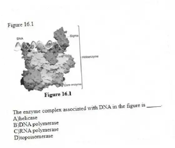 Figure 16.1
-The enzyme complex associated with DNA in the figure is _____.
A)helicase
B)DNA polymerase
C)RNA polymerase
D)topoisomerase