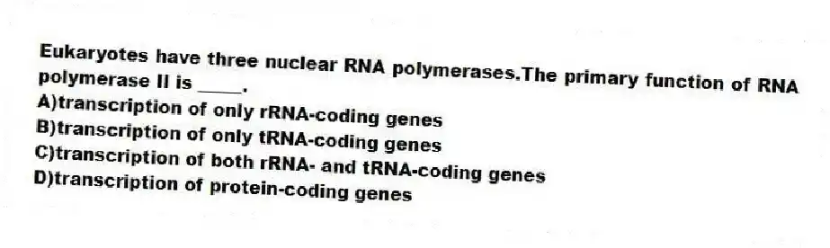 Eukaryotes have three nuclear RNA polymerases.The primary function of RNA polymerase II is _____.
A)transcription of only rRNA-coding genes
B)transcription of only tRNA-coding genes
C)transcription of both rRNA- and tRNA-coding genes
D)transcription of protein-coding genes