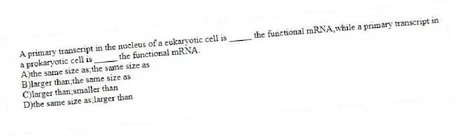 A primary transcript in the nucleus of a eukaryotic cell is _____ the functional mRNA,while a primary transcript in a prokaryotic cell is _____ the functional mRNA.
A)the same size as;the same size as
B)larger than;the same size as
C)larger than;smaller than
D)the same size as;larger than
