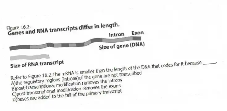 Figure 16.2.
-Refer to Figure 16.2.The mRNA is smaller than the length of the DNA that codes for it because _____.
A)the regulatory regions (introns)of the gene are not transcribed
B)post-transcriptional modification removes the introns
C)post-transcriptional modification removes the exons
D)bases are added to the tail of the primary transcript
