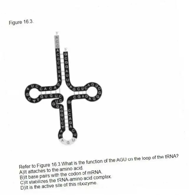 Figure 16.3.
-Refer to Figure 16.3.What is the function of the AGU on the loop of the tRNA?
A)It attaches to the amino acid.
B)It base pairs with the codon of mRNA.
C)It stabilizes the tRNA-amino acid complex.
D)It is the active site of this ribozyme.