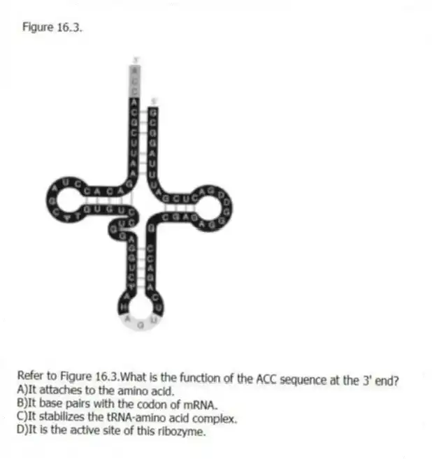 Figure 16.3.
-Refer to Figure 16.3.What is the function of the ACC sequence at the 3' end?
A)It attaches to the amino acid.
B)It base pairs with the codon of mRNA.
C)It stabilizes the tRNA-amino acid complex.
D)It is the active site of this ribozyme.