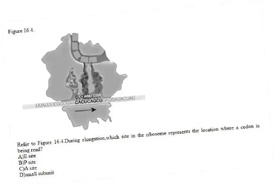 Figure 16.4.
-Refer to Figure 16.4.During elongation,which site in the ribosome represents the location where a codon is being read?
A)E site
B)P site
C)A site
D)small subunit