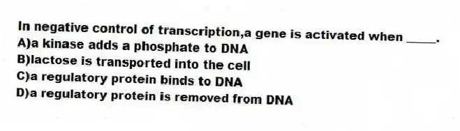 In negative control of transcription,a gene is activated when _____.
A)a kinase adds a phosphate to DNA
B)lactose is transported into the cell
C)a regulatory protein binds to DNA
D)a regulatory protein is removed from DNA