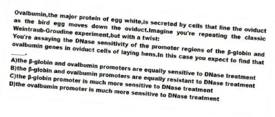 Ovalbumin,the major protein of egg white,is secreted by cells that line the oviduct as the bird egg moves down the oviduct.Imagine you're repeating the classic Weintraub-Groudine experiment,but with a twist:
You're assaying the DNase sensitivity of the promoter regions of the β-globin and ovalbumin genes in oviduct cells of laying hens.In this case you expect to find that _____.
A)the β-globin and ovalbumin promoters are equally sensitive to DNase treatment
B)the β-globin and ovalbumin promoters are equally resistant to DNase treatment
C)the β-globin promoter is much more sensitive to DNase treatment
D)the ovalbumin promoter is much more sensitive to DNase treatment