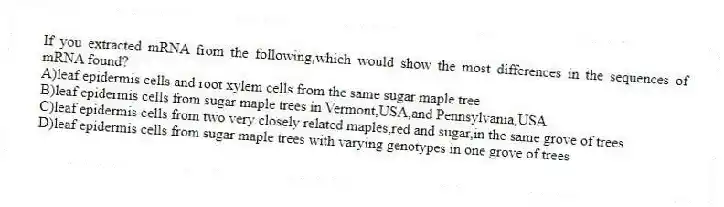If you extracted mRNA from the following,which would show the most differences in the sequences of mRNA found?
A)leaf epidermis cells and root xylem cells from the same sugar maple tree
B)leaf epidermis cells from sugar maple trees in Vermont,USA,and Pennsylvania,USA
C)leaf epidermis cells from two very closely related maples,red and sugar,in the same grove of trees
D)leaf epidermis cells from sugar maple trees with varying genotypes in one grove of trees