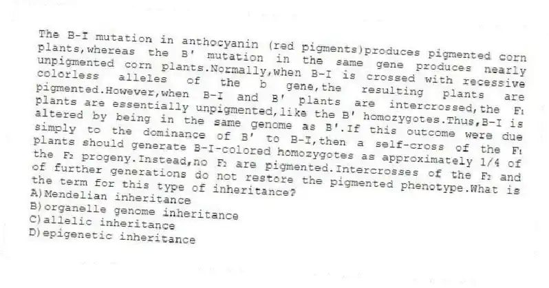 The B-I mutation in anthocyanin (red pigments)produces pigmented corn plants,whereas the B′ mutation in the same gene produces nearly unpigmented corn plants.Normally,when B-I is crossed with recessive colorless alleles of the b gene,the resulting plants are pigmented.However,when B-I and B′ plants are intercrossed,the F₁ plants are essentially unpigmented,like the B′ homozygotes.Thus,B-I is altered by being in the same genome as B′.If this outcome were due simply to the dominance of B′ to B-I,then a self-cross of the F₁ plants should generate B-I-colored homozygotes as approximately 1/4 of the F₂ progeny.Instead,no F₂ are pigmented.Intercrosses of the F₂ and of further generations do not restore the pigmented phenotype.What is the term for this type of inheritance?
A)Mendelian inheritance
B)organelle genome inheritance
C)allelic inheritance
D)epigenetic inheritance