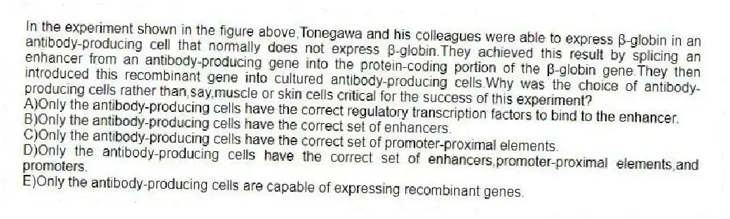 In the experiment shown in the figure above,Tonegawa and his colleagues were able to express β-globin in an antibody-producing cell that normally does not express β-globin.They achieved this result by splicing an enhancer from an antibody-producing gene into the protein-coding portion of the β-globin gene.They then introduced this recombinant gene into cultured antibody-producing cells.Why was the choice of antibody-producing cells rather than,say,muscle or skin cells critical for the success of this experiment?
A)Only the antibody-producing cells have the correct regulatory transcription factors to bind to the enhancer.
B)Only the antibody-producing cells have the correct set of enhancers.
C)Only the antibody-producing cells have the correct set of promoter-proximal elements.
D)Only the antibody-producing cells have the correct set of enhancers,promoter-proximal elements,and promoters.
E)Only the antibody-producing cells are capable of expressing recombinant genes.