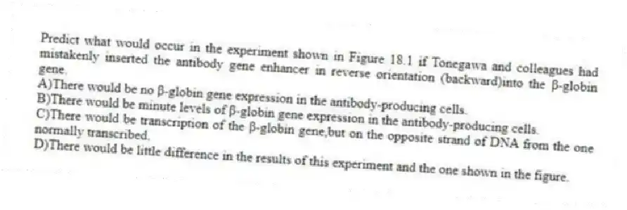 Predict what would occur in the experiment shown in Figure 18.1 if Tonegawa and colleagues had mistakenly inserted the antibody gene enhancer in reverse orientation (backward)into the β-globin gene.
A)There would be no β-globin gene expression in the antibody-producing cells.
B)There would be minute levels of β-globin gene expression in the antibody-producing cells.
C)There would be transcription of the β-globin gene,but on the opposite strand of DNA from the one normally transcribed.
D)There would be little difference in the results of this experiment and the one shown in the figure.