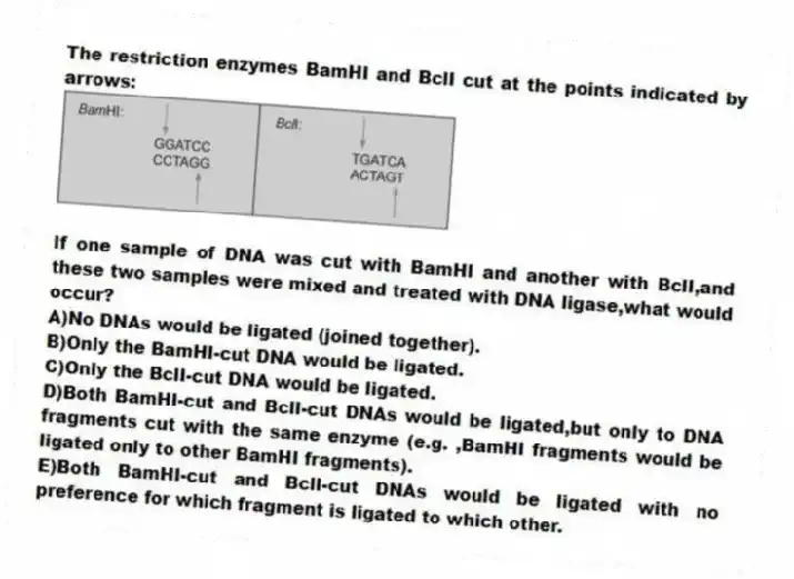 The restriction enzymes BamHI and BclI cut at the points indicated by arrows:
If one sample of DNA was cut with BamHI and another with BclI,and these two samples were mixed and treated with DNA ligase,what would occur?
A)No DNAs would be ligated (joined together).
B)Only the BamHI-cut DNA would be ligated.
C)Only the BclI-cut DNA would be ligated.
D)Both BamHI-cut and BclI-cut DNAs would be ligated,but only to DNA fragments cut with the same enzyme (e.g. ,BamHI fragments would be ligated only to other BamHI fragments).
E)Both BamHI-cut and BclI-cut DNAs would be ligated with no preference for which fragment is ligated to which other.