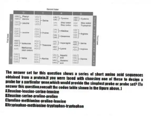 -The answer set for this question shows a series of short amino acid sequences obtained from a protein.If you were faced with choosing one of these to design a probe for a particular gene,which would provide the simplest probe or probe set? (To answer this question,consult the codon table shown in the figure above. )
A)leucine-leucine-serine-leucine
B)leucine-serine-proline-proline
C)proline-methionine-proline-leucine
D)tryptophan-methionine-tryptophan-tryptophan