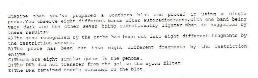 Imagine that you've prepared a Southern blot and probed it using a single probe.You observe eight different bands after autoradiography,with one band being very dark and the other seven being significantly lighter.What is suggested by these results?
A)The gene recognized by the probe has been cut into eight different fragments by the restriction enzyme.
B)The probe has been cut into eight different fragments by the restriction enzyme.
C)There are eight similar genes in the genome.
D)The DNA did not transfer from the gel to the nylon filter.
E)The DNA remained double stranded on the blot.