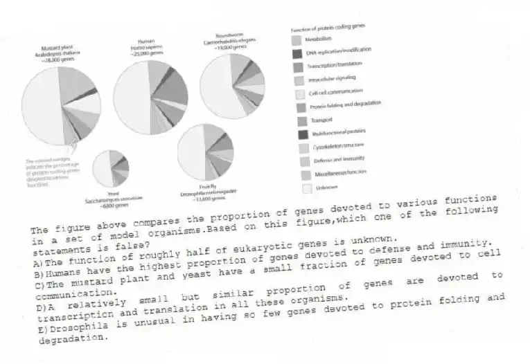 -The figure above compares the proportion of genes devoted to various functions in a set of model organisms.Based on this figure,which one of the following statements is false?
A)The function of roughly half of eukaryotic genes is unknown.
B)Humans have the highest proportion of genes devoted to defense and immunity.
C)The mustard plant and yeast have a small fraction of genes devoted to cell communication.
D)A relatively small but similar proportion of genes are devoted to transcription and translation in all these organisms.
E)Drosophila is unusual in having so few genes devoted to protein folding and degradation.