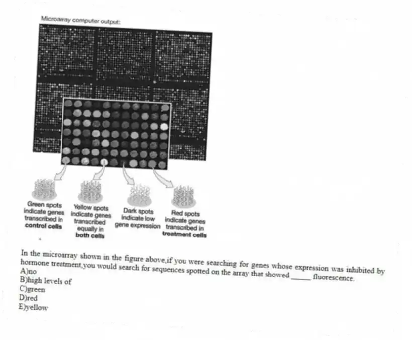 -In the microarray shown in the figure above,if you were searching for genes whose expression was inhibited by hormone treatment,you would search for sequences spotted on the array that showed _____ fluorescence.
A)no
B)high levels of
C)green
D)red
E)yellow