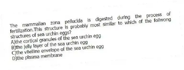 The mammalian zona pellucida is digested during the process of fertilization.This structure is probably most similar to which of the follwong structures of sea urchin eggs?
A)the cortical granules of the sea urchin egg
B)the jelly layer of the sea urchin egg
C)the vitelline envelope of the sea urchin egg
D)the plasma membrane