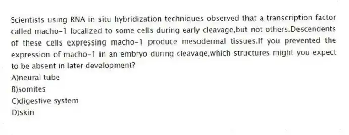 Scientists using RNA in situ hybridization techniques observed that a transcription factor called macho-1 localized to some cells during early cleavage,but not others.Descendents of these cells expressing macho-1 produce mesodermal tissues.If you prevented the expression of macho-1 in an embryo during cleavage,which structures might you expect to be absent in later development?
A)neural tube
B)somites
C)digestive system
D)skin