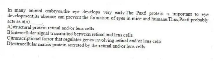 In many animal embryos,the eye develops very early.The Pax6 protein is important to eye development;its absence can prevent the formation of eyes in mice and humans.Thus,Pax6 probably acts as a(n)_____.
A)structural protein retinal and/or lens cells
B)intercellular signal transmitted between retinal and lens cells
C)transcriptional factor that regulates genes involving retinal and/or lens cells
D)extracellular matrix protein secreted by the retinal and/or lens cells