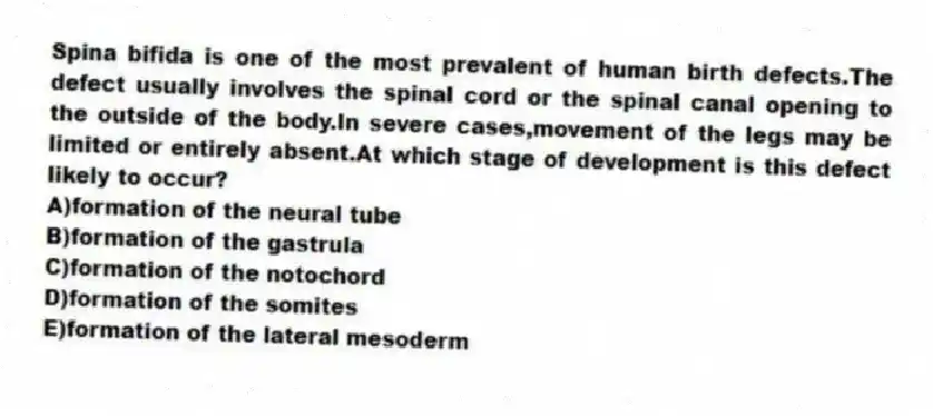 Spina bifida is one of the most prevalent of human birth defects.The defect usually involves the spinal cord or the spinal canal opening to the outside of the body.In severe cases,movement of the legs may be limited or entirely absent.At which stage of development is this defect likely to occur?
A)formation of the neural tube
B)formation of the gastrula
C)formation of the notochord
D)formation of the somites
E)formation of the lateral mesoderm