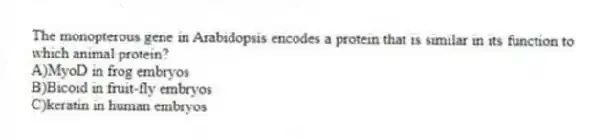 The monopterous gene in Arabidopsis encodes a protein that is similar in its function to which animal protein?
A)MyoD in frog embryos
B)Bicoid in fruit-fly embryos
C)keratin in human embryos