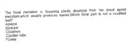 The floral meristem in flowering plants develops from the shoot apical meristem,which usually produces leaves.Which floral part is not a modified leaf?
A)sepal
B)carpel
C)stamen
D)pollen tube
E)petal