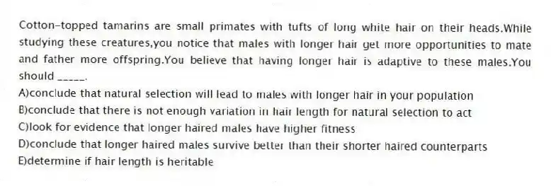 Cotton-topped tamarins are small primates with tufts of long white hair on their heads.While studying these creatures,you notice that males with longer hair get more opportunities to mate and father more offspring.You believe that having longer hair is adaptive to these males.You should _____.
A)conclude that natural selection will lead to males with longer hair in your population
B)conclude that there is not enough variation in hair length for natural selection to act
C)look for evidence that longer haired males have higher fitness
D)conclude that longer haired males survive better than their shorter haired counterparts
E)determine if hair length is heritable