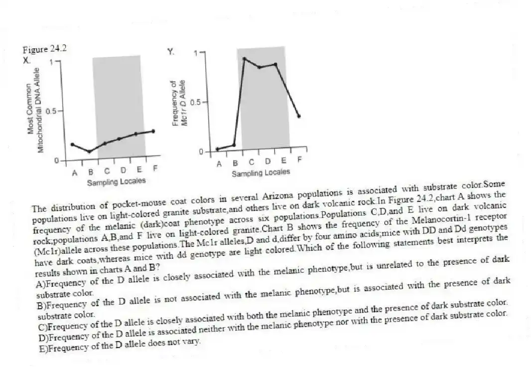 Figure 24.2
-The distribution of pocket-mouse coat colors in several Arizona populations is associated with substrate color.Some populations live on light-colored granite substrate,and others live on dark volcanic rock.In Figure 24.2,chart A shows the frequency of the melanic (dark)coat phenotype across six populations.Populations C,D,and E live on dark volcanic rock;populations A,B,and F live on light-colored granite.Chart B shows the frequency of the Melanocortin-1 receptor (Mc1r)allele across these populations.The Mc1r alleles,D and d,differ by four amino acids;mice with DD and Dd genotypes have dark coats,whereas mice with dd genotype are light colored.Which of the following statements best interprets the results shown in charts A and B?
A)Frequency of the D allele is closely associated with the melanic phenotype,but is unrelated to the presence of dark substrate color.
B)Frequency of the D allele is not associated with the melanic phenotype,but is associated with the presence of dark substrate color.
C)Frequency of the D allele is closely associated with both the melanic phenotype and the presence of dark substrate color.
D)Frequency of the D allele is associated neither with the melanic phenotype nor with the presence of dark substrate color.
E)Frequency of the D allele does not vary.