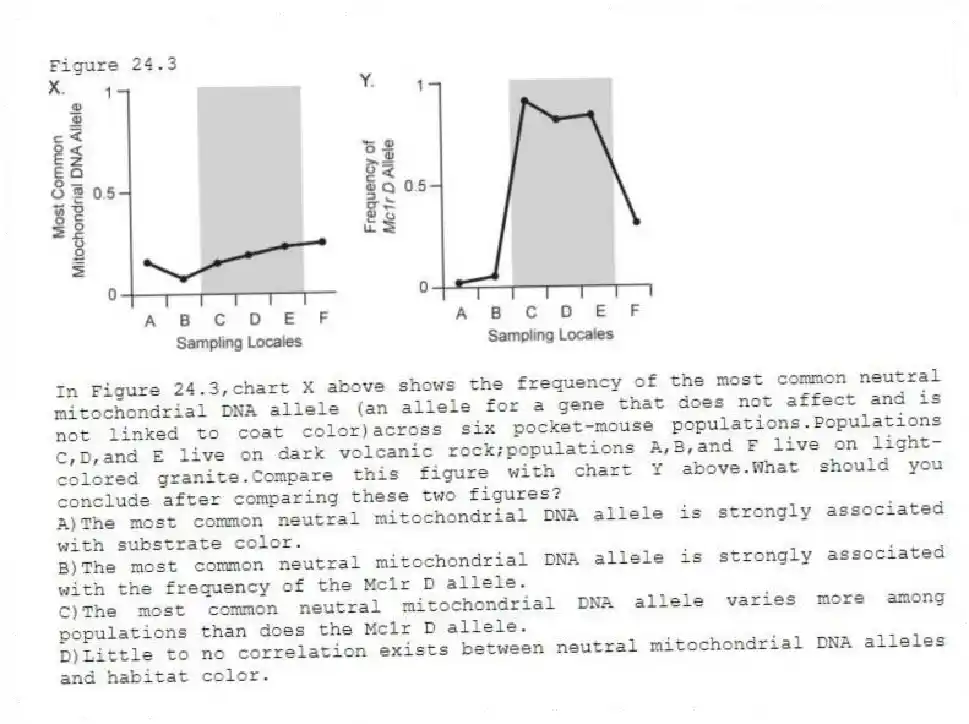 Figure 24.3
 
-In Figure 24.3,chart X above shows the frequency of the most common neutral mitochondrial DNA allele (an allele for a gene that does not affect and is not linked to coat color)across six pocket-mouse populations.Populations C,D,and E live on dark volcanic rock;populations A,B,and F live on light-colored granite.Compare this figure with chart Y above.What should you conclude after comparing these two figures?
A)The most common neutral mitochondrial DNA allele is strongly associated with substrate color. 
B)The most common neutral mitochondrial DNA allele is strongly associated with the frequency of the Mc1r D allele. 
C)The most common neutral mitochondrial DNA allele varies more among populations than does the Mc1r D allele. 
D)Little to no correlation exists between neutral mitochondrial DNA alleles and habitat color.
