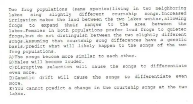 Two frog populations (same species)living in two neighboring lakes sing slightly different courtship songs.Increased irrigation makes the land between the two lakes wetter,allowing frogs to expand their ranges to the area between the lakes.Females in both populations prefer loud frogs to quieter frogs,but do not distinguish between the two slightly different songs.Assuming that courtship song differences have a genetic basis,predict what will likely happen to the songs of the two frog populations.
A)The songs become more similar to each other.
B)Males will become louder.
C)Disruptive selection will cause the songs to differentiate even more.
D)Genetic drift will cause the songs to differentiate even more.
E)You cannot predict a change in the courtship songs at the two lakes.