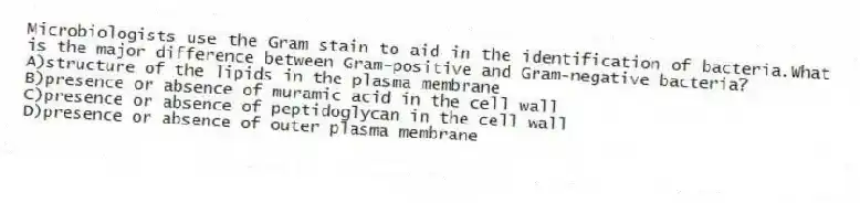 Microbiologists use the Gram stain to aid in the identification of bacteria.What is the major difference between Gram-positive and Gram-negative bacteria?
A)structure of the lipids in the plasma membrane
B)presence or absence of muramic acid in the cell wall
C)presence or absence of peptidoglycan in the cell wall
D)presence or absence of outer plasma membrane