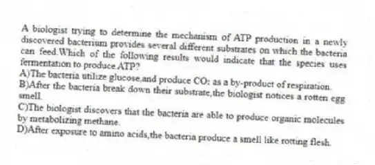 A biologist trying to determine the mechanism of ATP production in a newly discovered bacterium provides several different substrates on which the bacteria can feed.Which of the following results would indicate that the species uses fermentation to produce ATP?
A)The bacteria utilize glucose,and produce CO₂ as a by-product of respiration.
B)After the bacteria break down their substrate,the biologist notices a rotten egg smell.
C)The biologist discovers that the bacteria are able to produce organic molecules by metabolizing methane.
D)After exposure to amino acids,the bacteria produce a smell like rotting flesh.