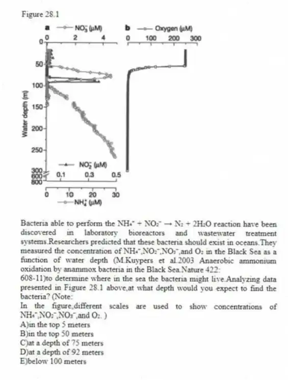 Figure 28.1
 
-Bacteria able to perform the NH₄⁺ + NO₂⁻ → N₂ + 2H₂O reaction have been discovered in laboratory bioreactors and wastewater treatment systems.Researchers predicted that these bacteria should exist in oceans.They measured the concentration of NH₄⁺,NO₂⁻,NO₃⁻,and O₂ in the Black Sea as a function of water depth (M.Kuypers et al.2003 Anaerobic ammonium oxidation by anammox bacteria in the Black Sea.Nature 422:
608-11)to determine where in the sea the bacteria might live.Analyzing data presented in Figure 28.1 above,at what depth would you expect to find the bacteria? (Note:
In the figure,different scales are used to show concentrations of NH₄⁺,NO₂⁻,NO₃⁻,and O₂. )
A)in the top 5 meters 
B)in the top 50 meters 
C)at a depth of 75 meters 
D)at a depth of 92 meters 
E)below 100 meters
