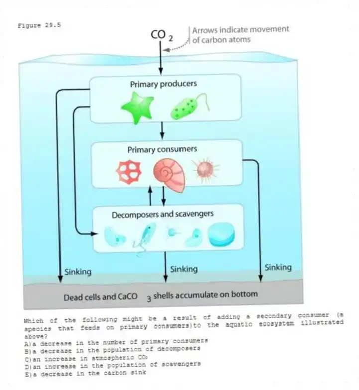 Figure 29.5
-Which of the following might be a result of adding a secondary consumer (a species that feeds on primary consumers)to the aquatic ecosystem illustrated above?
A)a decrease in the number of primary consumers
B)a decrease in the population of decomposers
C)an increase in atmospheric CO₂
D)an increase in the population of scavengers
E)a decrease in the carbon sink